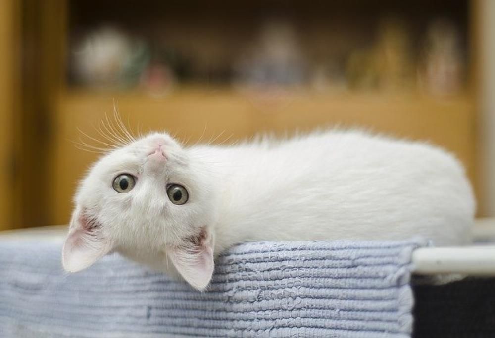 Quando il gatto fa i dispetti