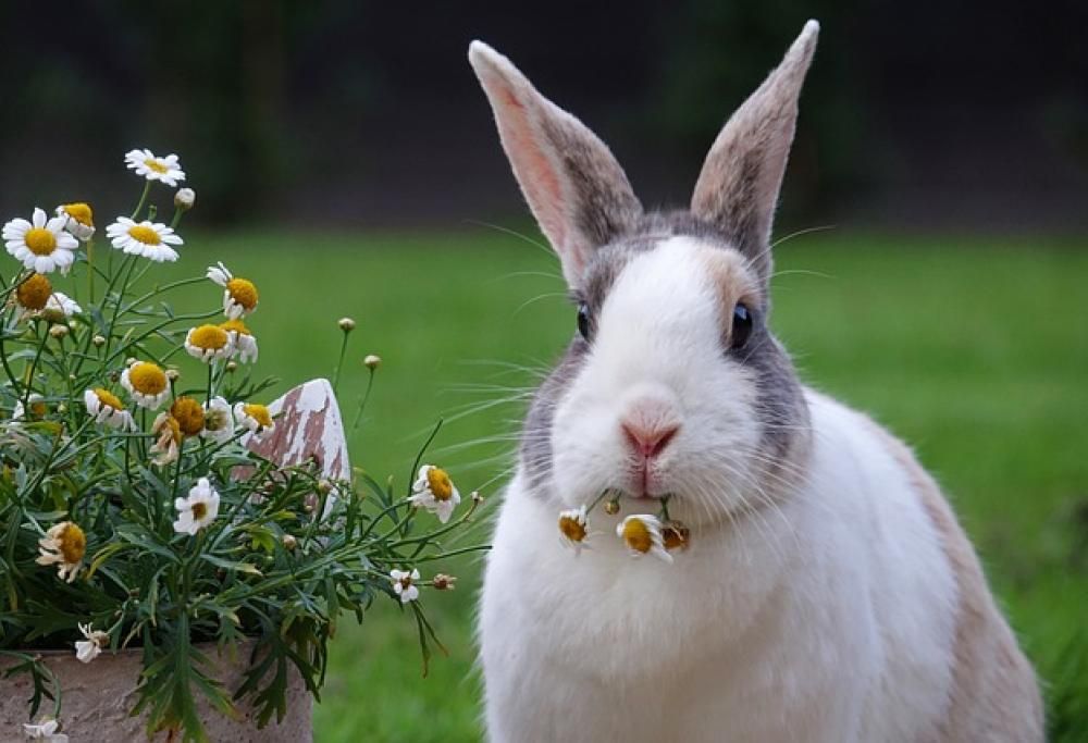 Il coniglio: fast and furious!