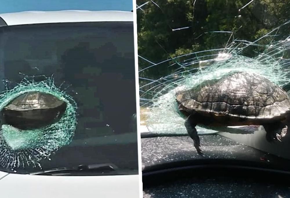 Tartaruga “volante” si schianta contro il parabrezza di un auto lungo l’autostrada