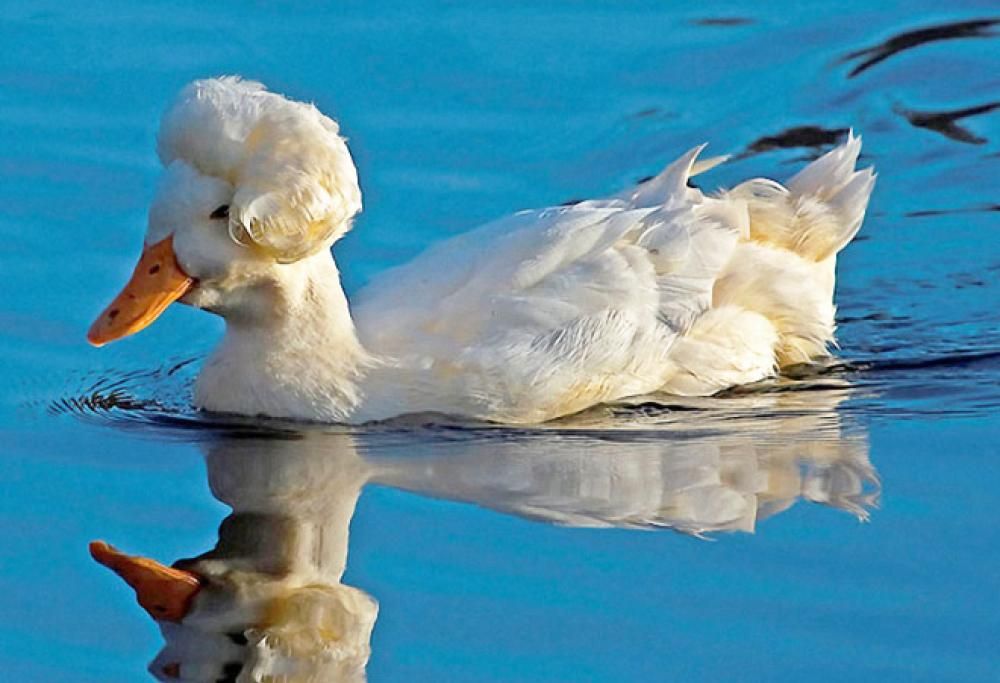 Le  anatre che somigliano a George Washington e diventano le star del web