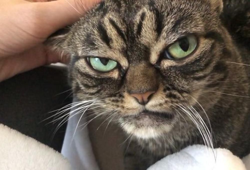 L’erede di “Grumpycat” è arrivato e sembra più arrabbiato del suo defunto predecessore!