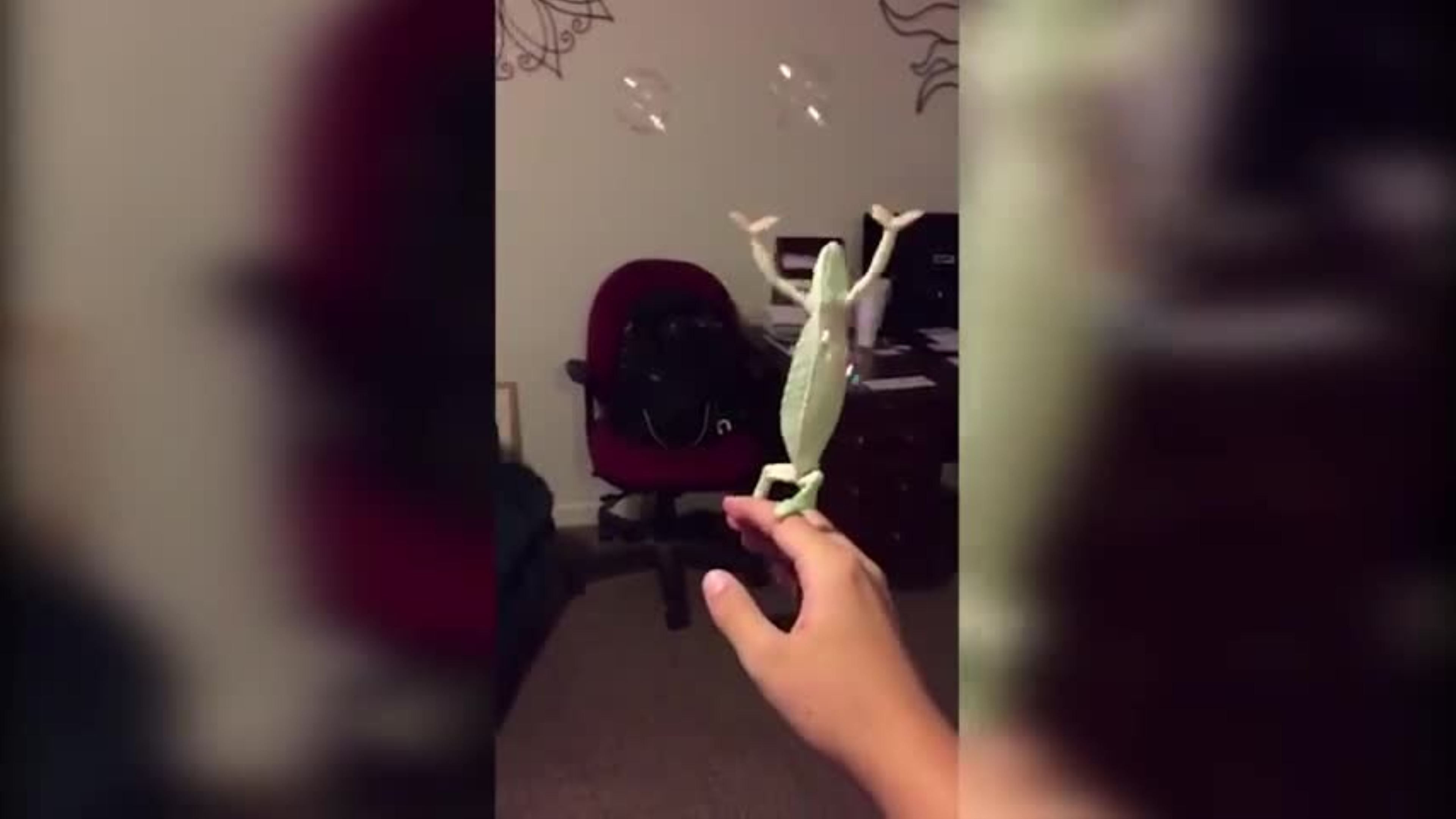 Il meraviglioso video del camaleonte che gioca con le bolle di sapone