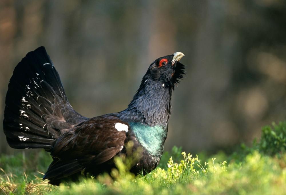 Sciatore assolto per aver ucciso un gallo cedrone: è stata legittima difesa
