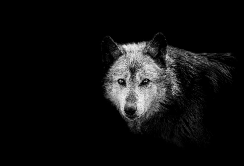 Il lupo, come il cane, si affeziona all’uomo