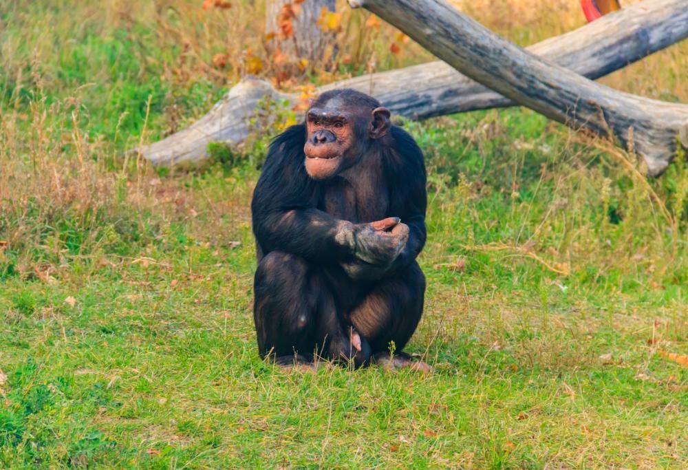 Le scimmie potrebbero scendere dagli alberi a causa dei cambiamenti climatici