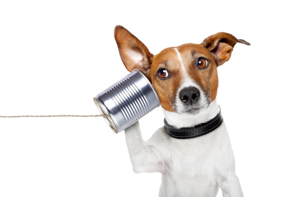 L’intelligenza artificiale per capire il linguaggio degli animali: possibile?