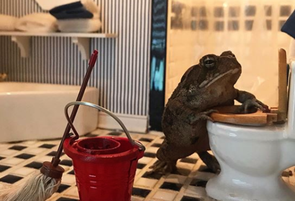 Questo rospo è una star del web… le sue pose divertenti fanno impazzire tutti