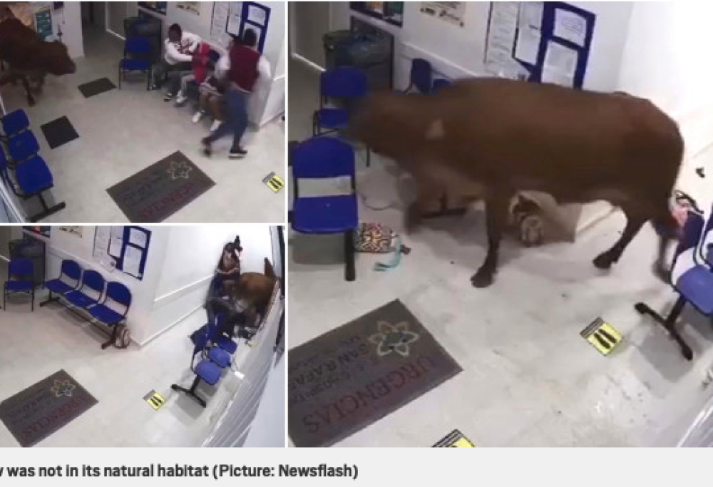 Mucca in fuga entra in ospedale e attacca i pazienti