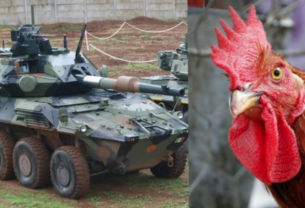 Carro armato sbaglia mira e centra allevamento di polli