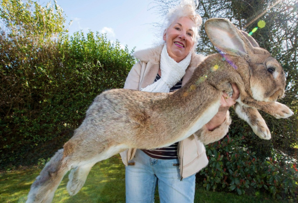 Rapito coniglio gigante