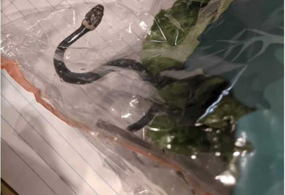 Trova un serpente vivo (e velenoso) nella busta dell’insalata