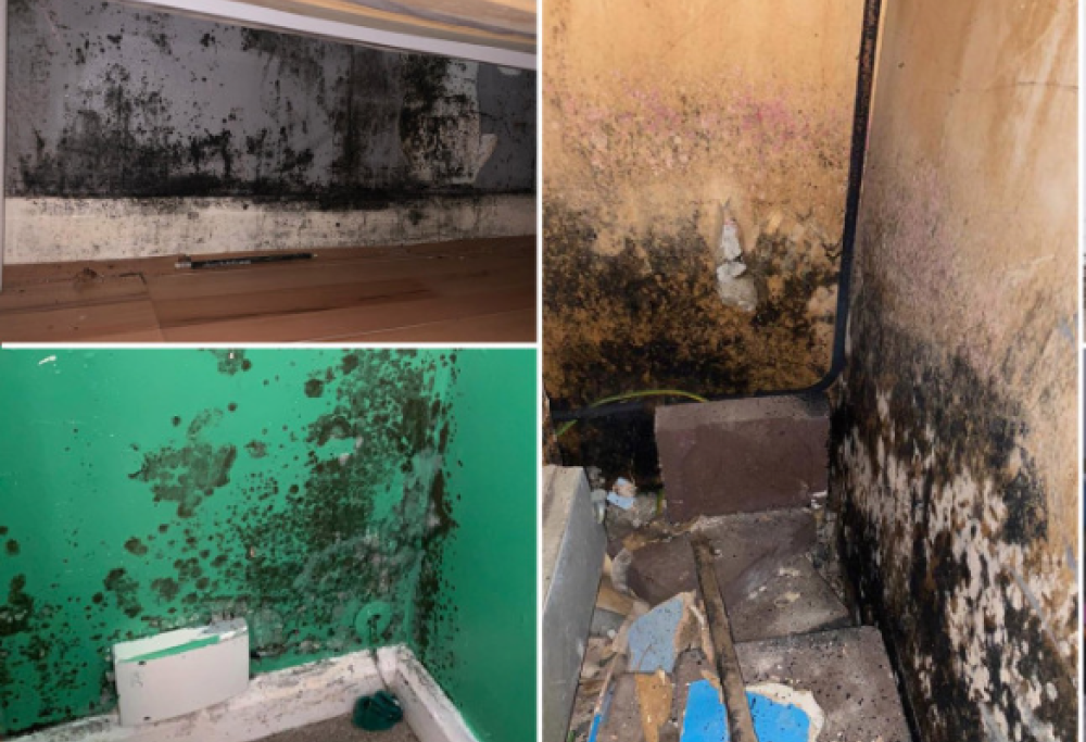 Famiglie che vivono nella muffa