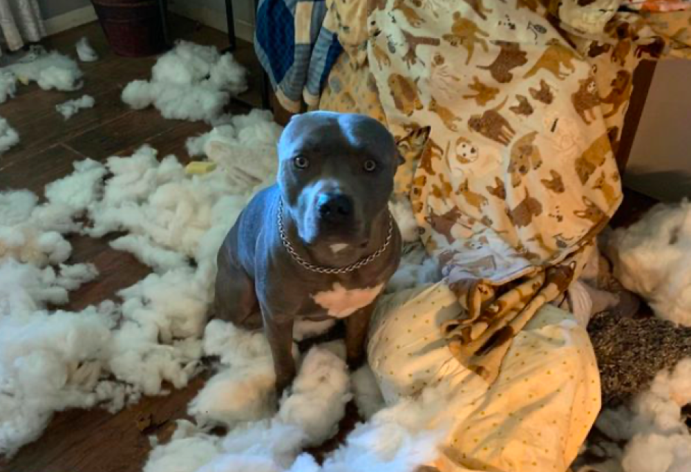 Pensa a una rapina ma è stato il suo cane