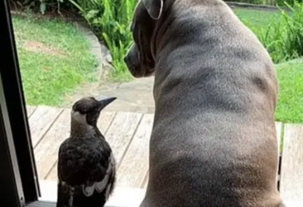 Cane e gazza best friend di sempre