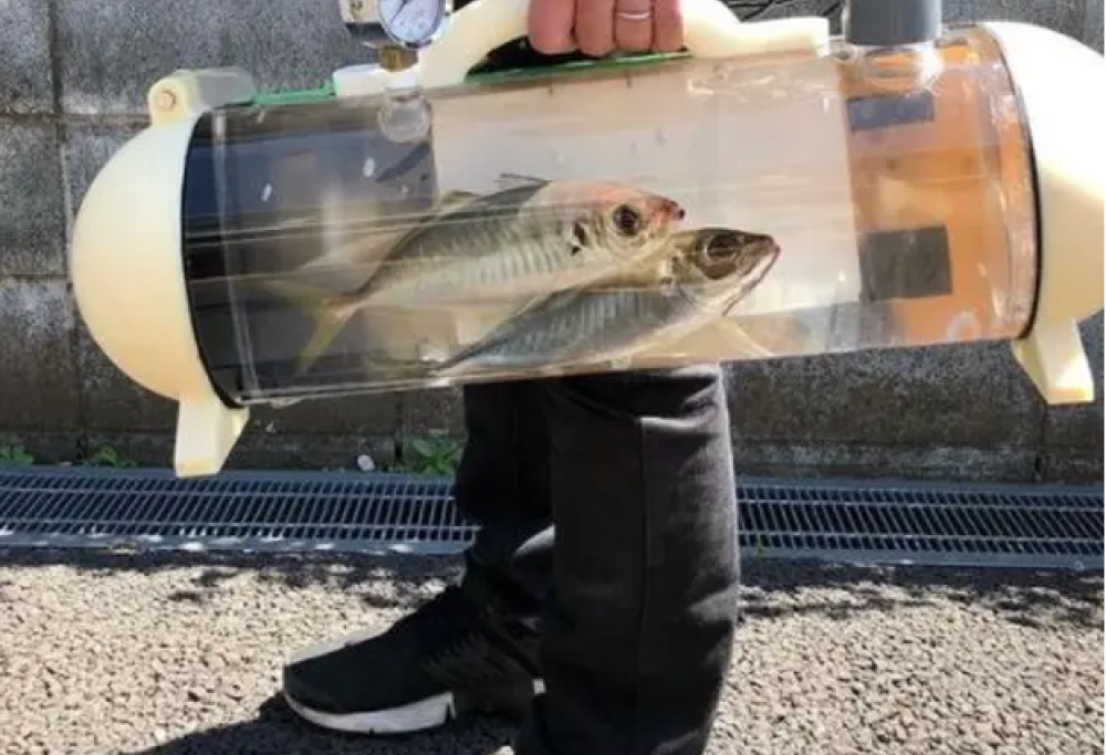 Arriva l’acquario portatile per una cena… freschissima