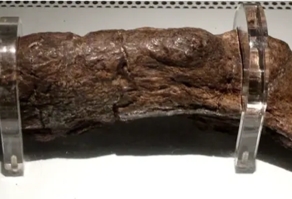 La cacca umana più grande è di un vichingo del IX secolo