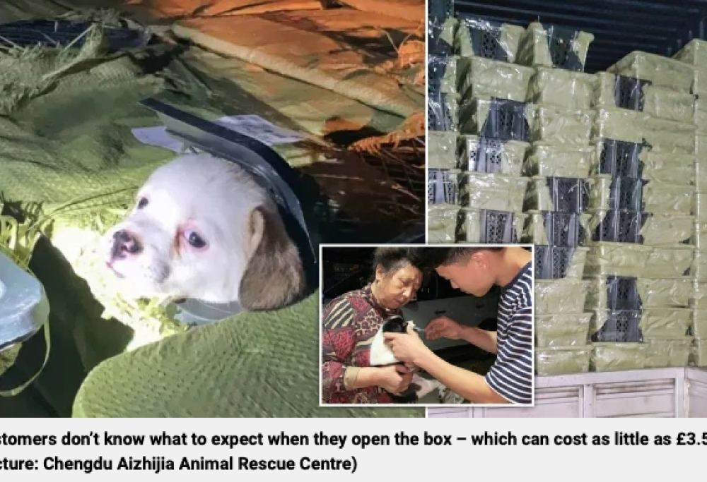 Cani e gatti inscatolati vivi in Cina