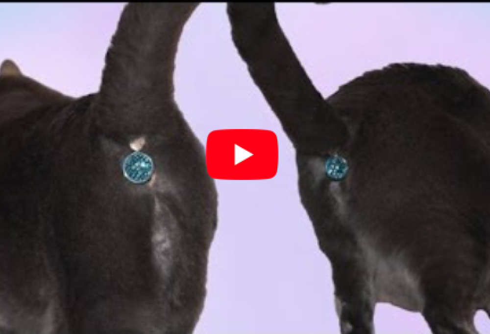 Arriva il copri ano per gatti