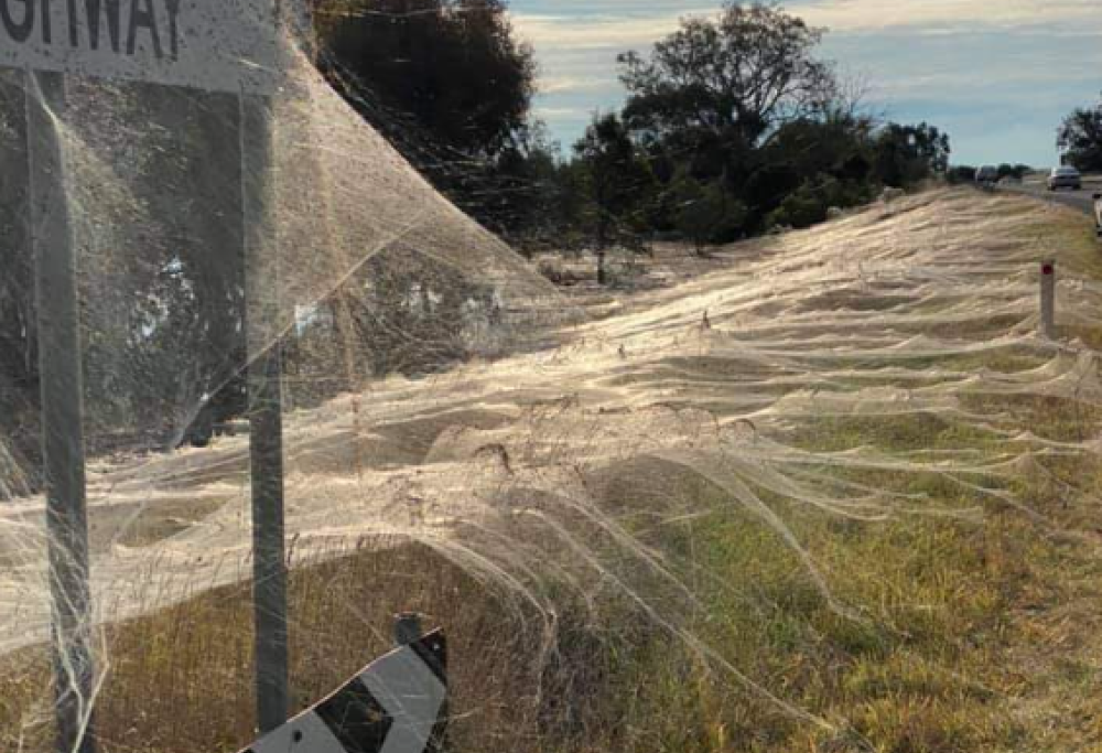 Una coltre di ragnatele copre una intera regione australiana