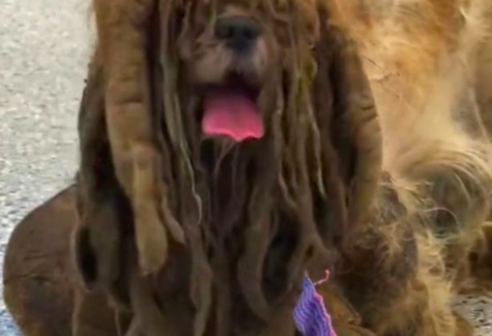 La trasformazione di uno ShiTzu