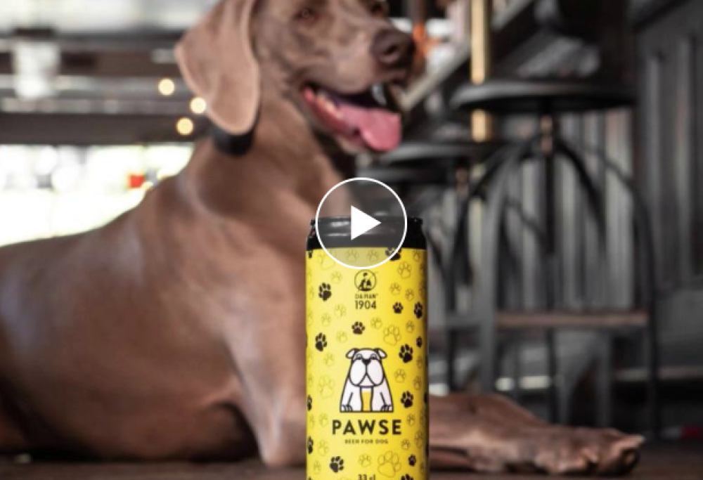 Nasce in Italia la birra per cani