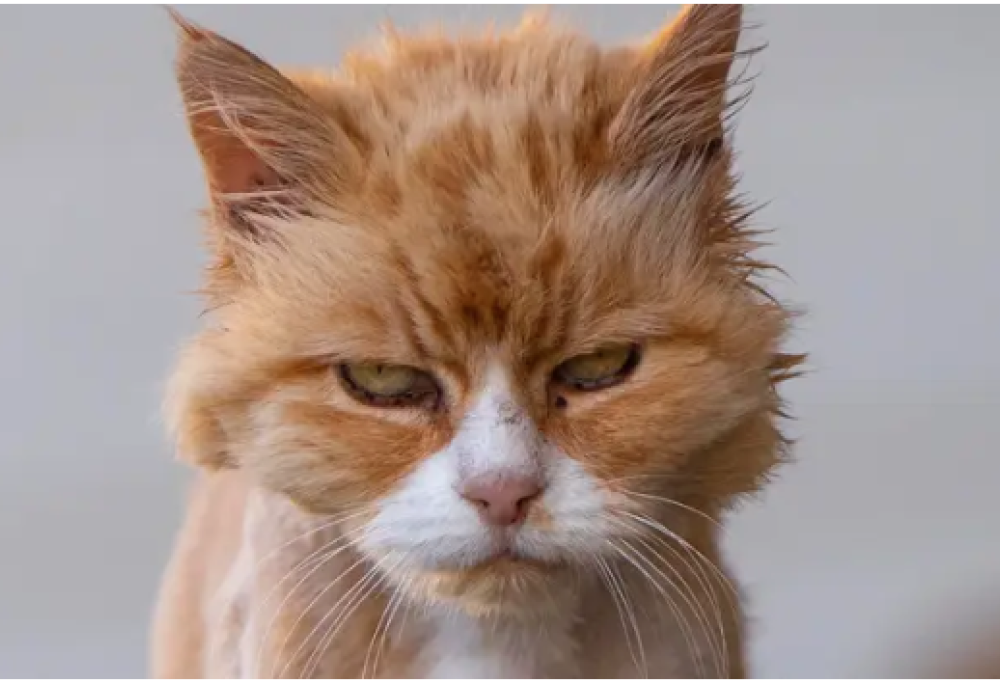 Dopo il lockdown i gatti ci odiano