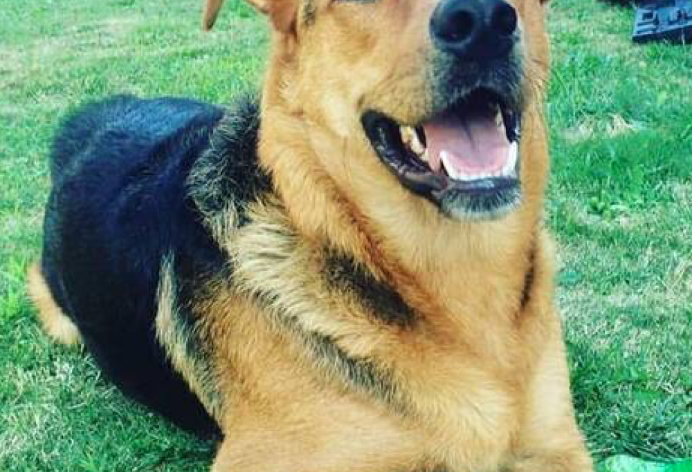 Cane mangia panetto di hashish e muore