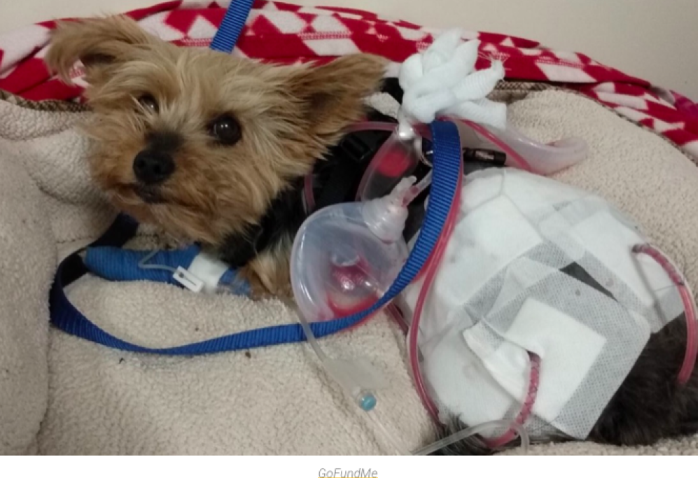 Yorkshire salva bambina dal coyote