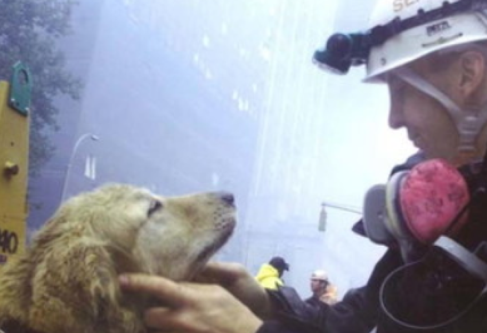New York celebra i cani eroi di Ground Zero (e non solo)