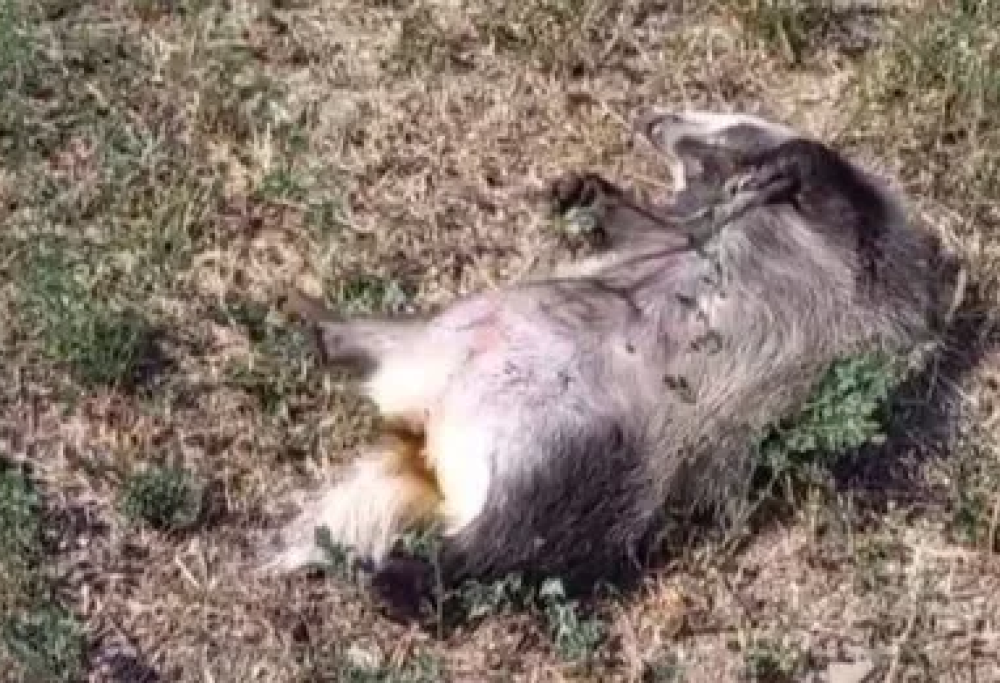 Tasso goloso in coma etilico