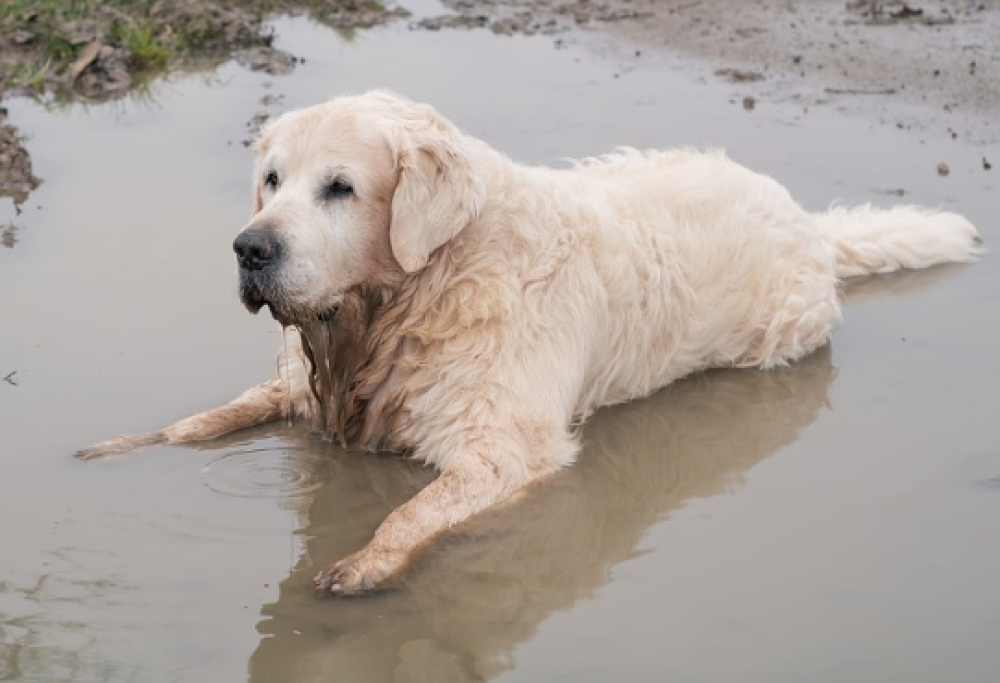 Ma sì, rotoliamoci nel fango!!!