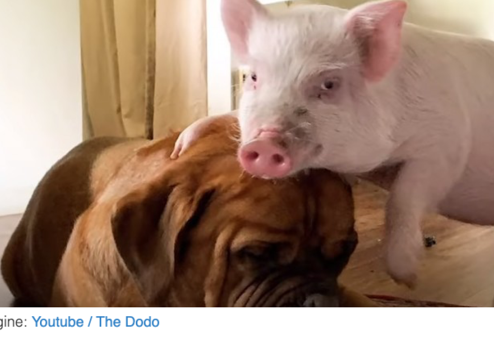 Cane e maialino amici per sempre