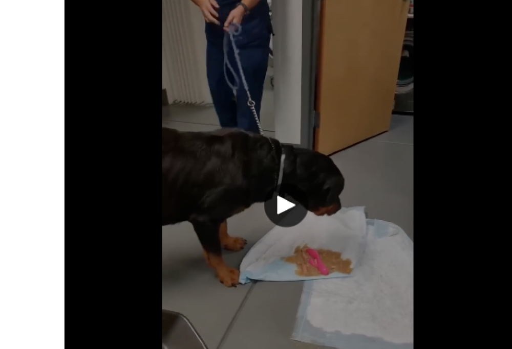 Cane vomita sex toy dal veterinario