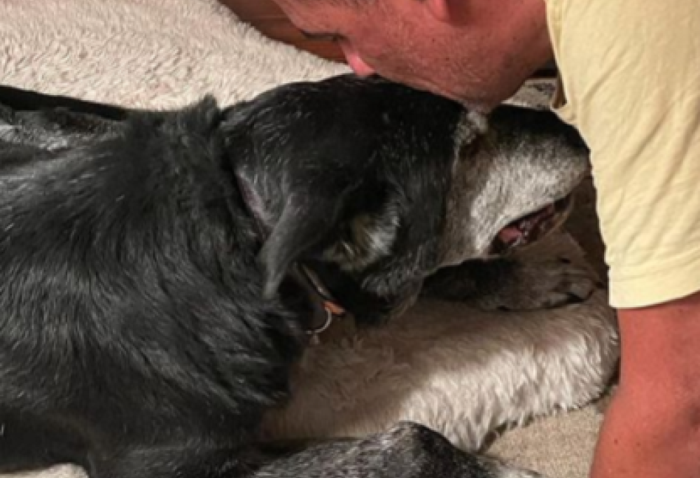 Abbandonano il cane perché ha il cancro