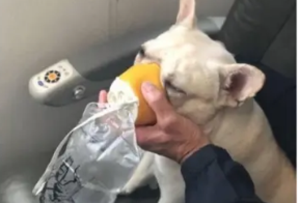 Darcy, salvato durante un volo aereo