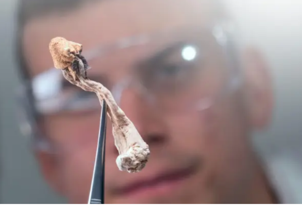 Funghetti allucinogeni contro l’ansia