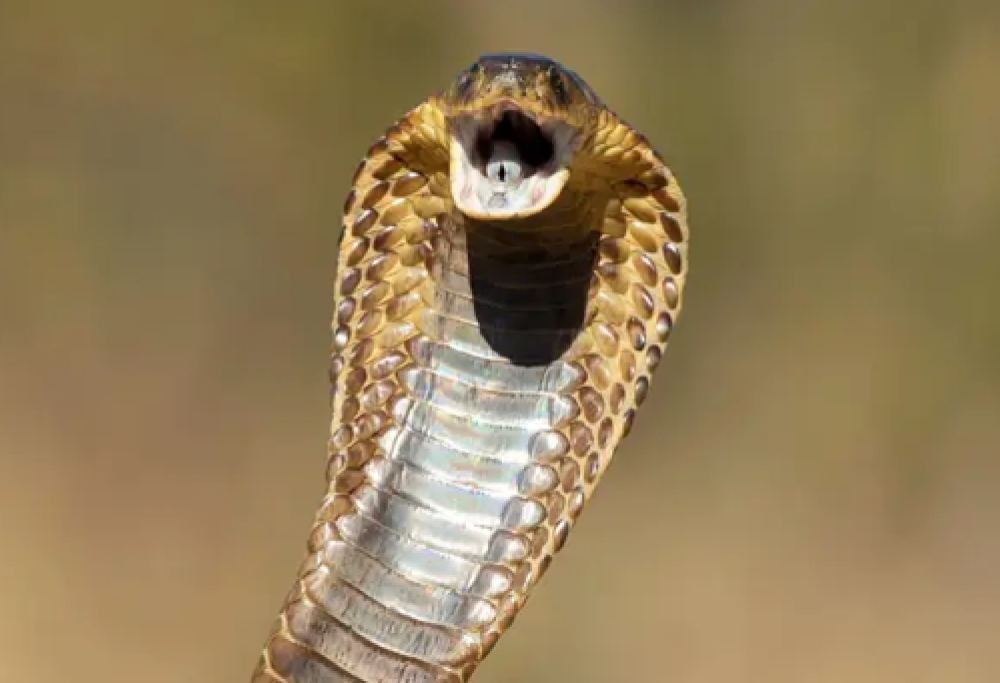 Cobra gli morde i testicoli