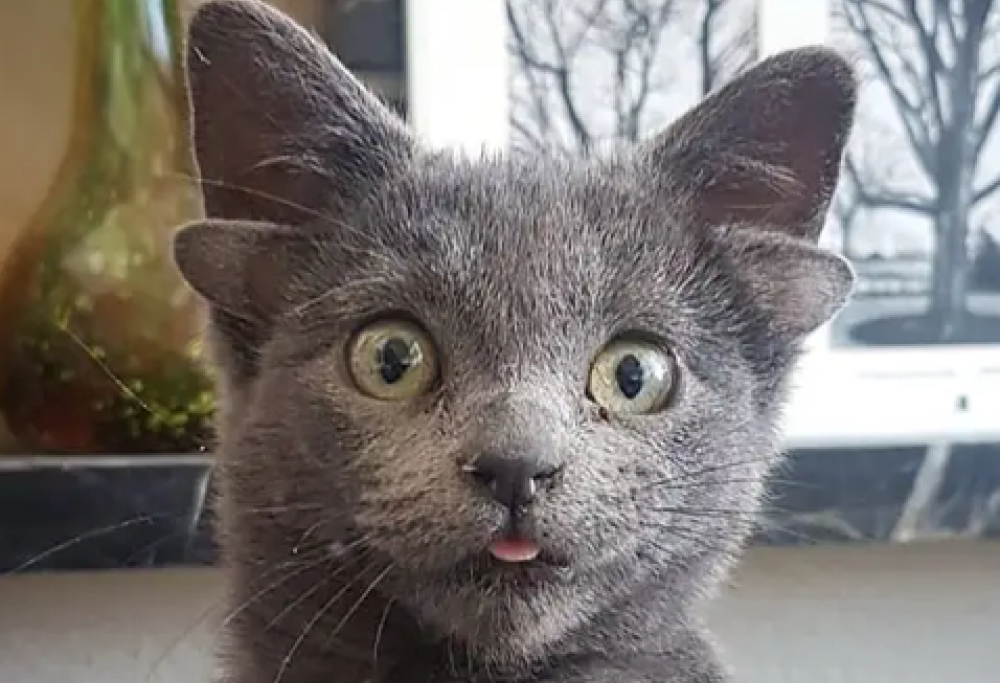 Midas, il gatto con 4 orecchie