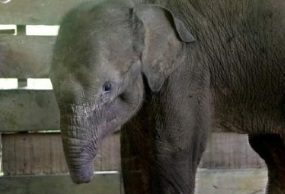 Muore l’elefantino di Sumatra
