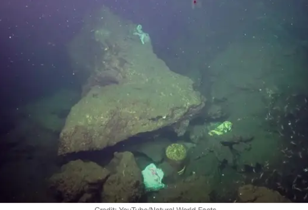 Terribile scoperta nella Fossa delle Marianne