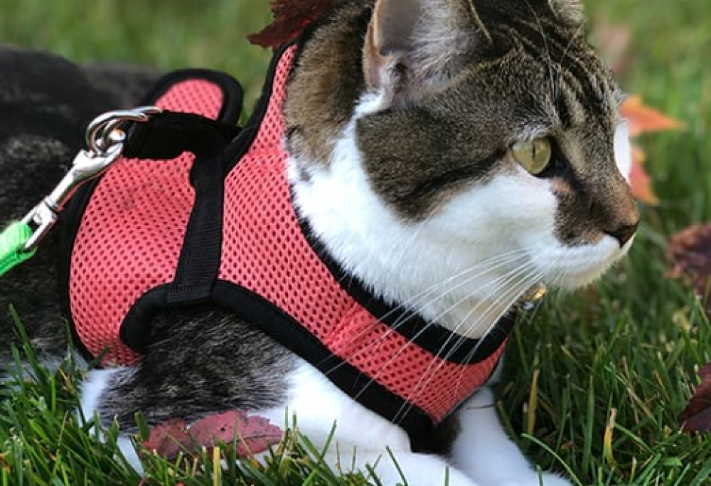 Australia, gatti al guinzaglio