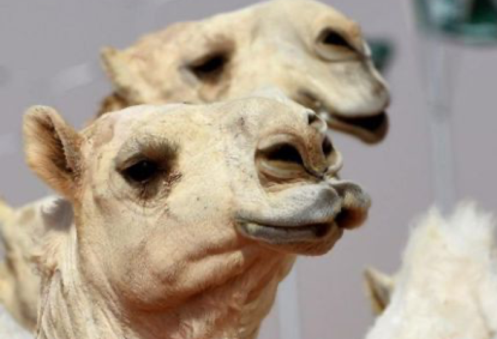 Cammelli con botox a concorso di bellezza