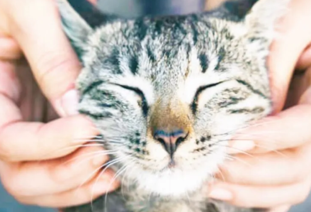 Massaggi le orecchie al tuo gatto?
