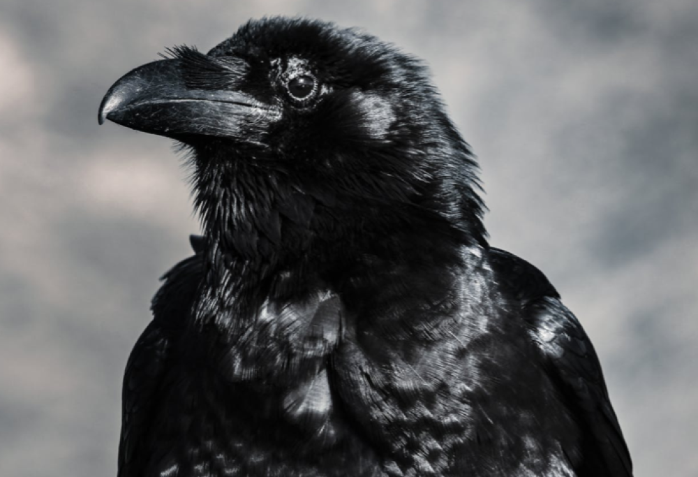 Addestrati i corvi per raccogliere i mozziconi