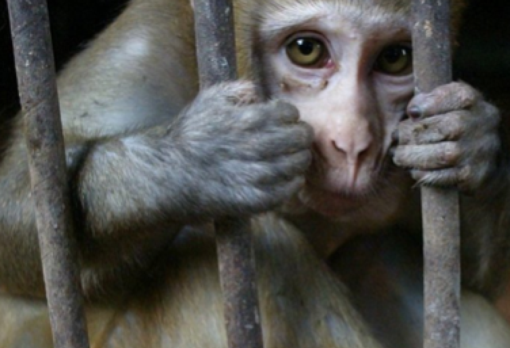 Le povere scimmie di Elon Musk