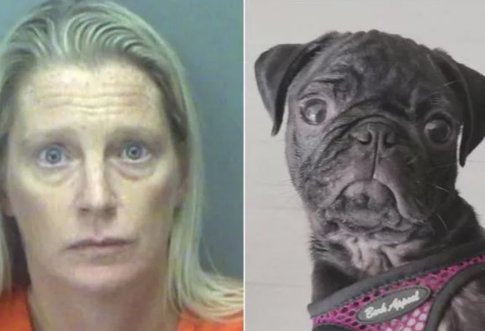 Lancia il cane del compagno dal settimo piano