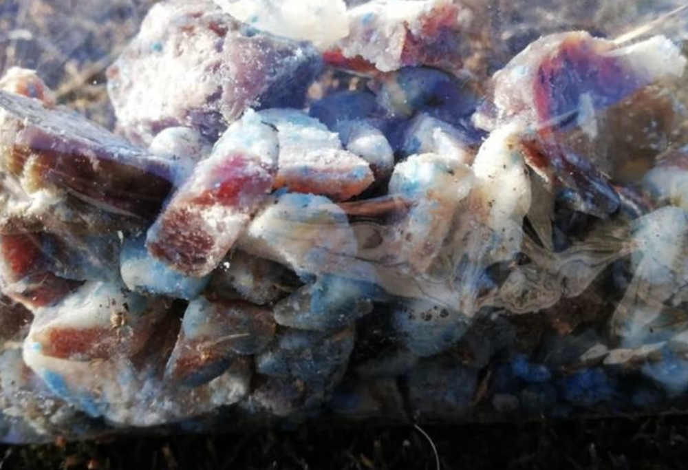 Individuato responsabile di bocconi avvelenati