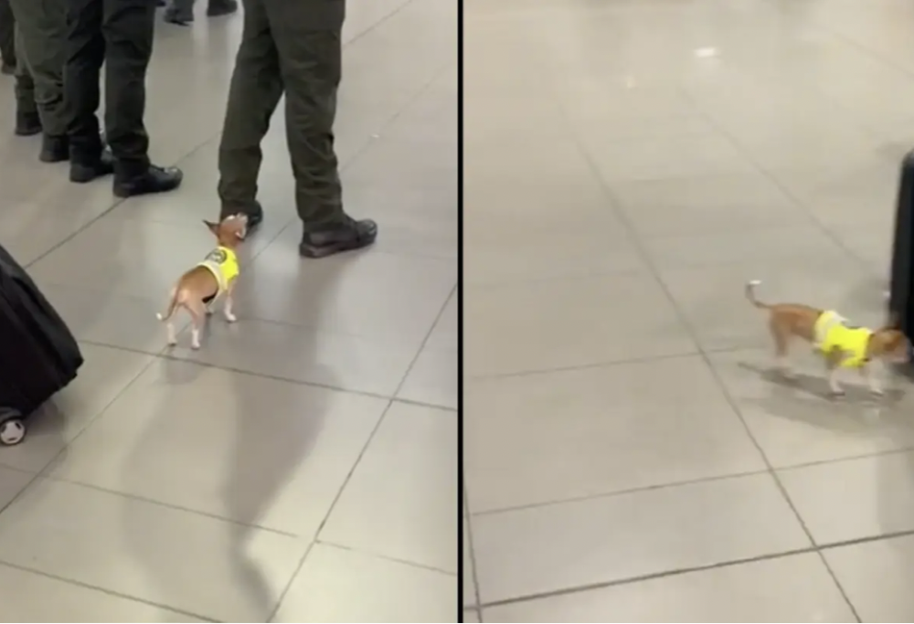 Chiqui, il cane poliziotto più piccolo del mondo