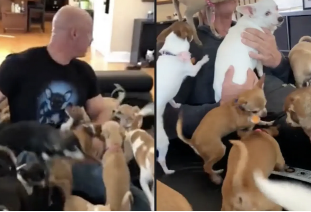 L’uomo più amato del mondo che ospita oltre 100 chihuahua