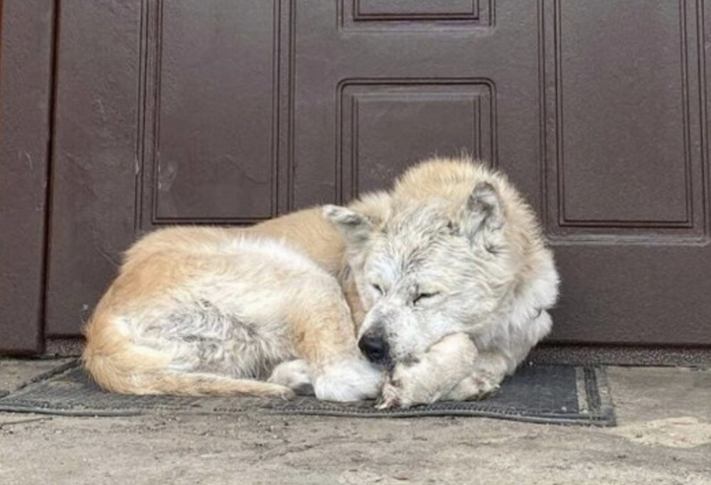 Aspetta da un mese la padrona morta a Makariv